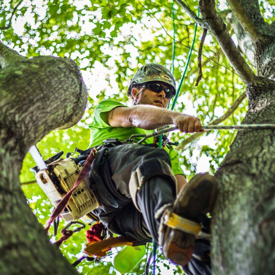 arborist Brisbane