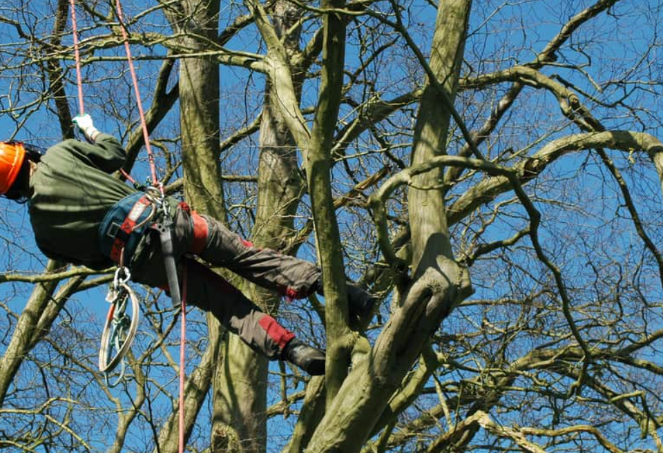 Arborists in Brisbane