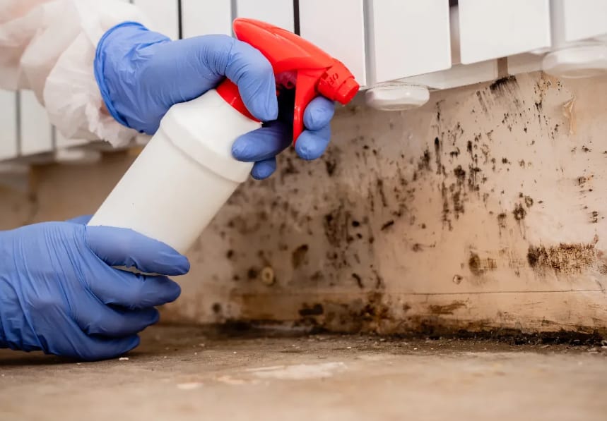 Mould Removal in Brisbane